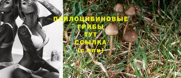 ПСИЛОЦИБИНОВЫЕ ГРИБЫ Дмитров