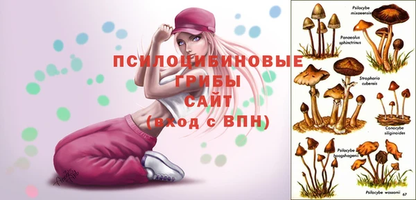 PSILOCYBIN Гусиноозёрск
